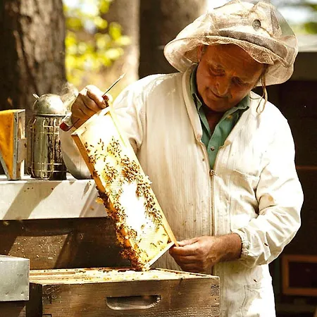 Waldpension Hengsthof Casa de hóspedes Oberkirch (Baden)