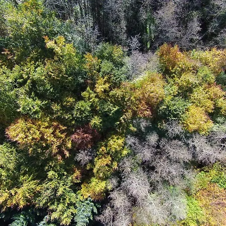 Waldpension Hengsthof * Oberkirch (Baden)