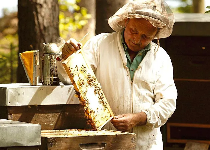 Waldpension Hengsthof Casa de hóspedes Oberkirch (Baden)