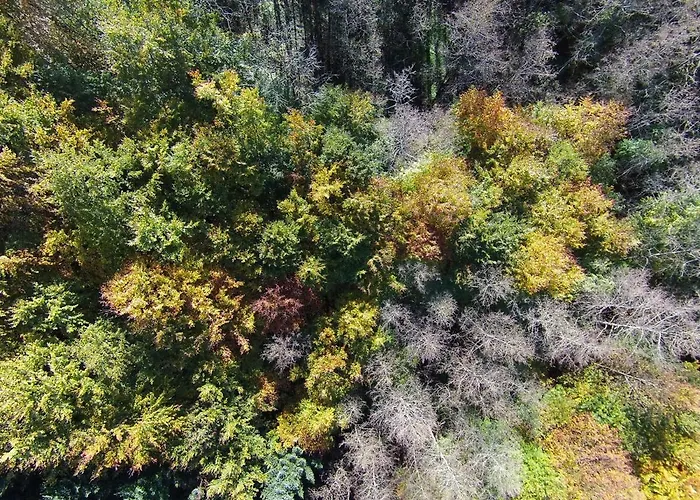 Waldpension Hengsthof * Oberkirch (Baden)